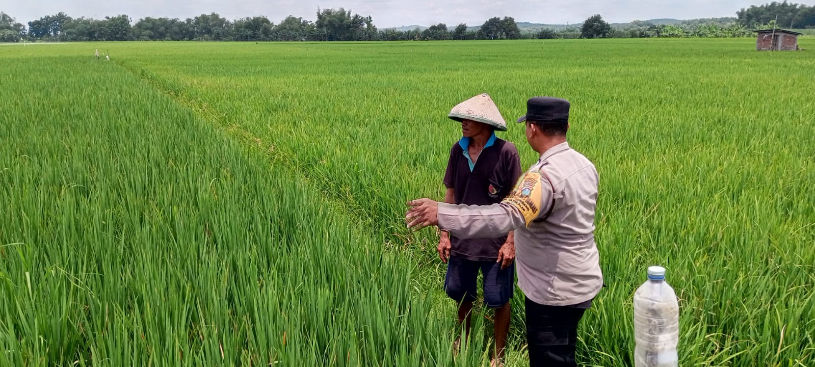 Pantau Perkembangan Tanaman Padi Bhabinkamtibmas Desa Begendeng Polsek Jatikalen Polres Nganjuk.