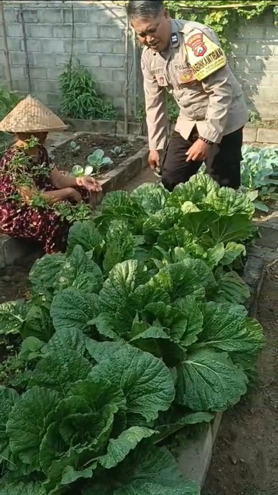 Bhabinkamtibmas Desa Senjayan Pantau Budidaya Sawi Putih dan Berikan Edukasi kepada Petani