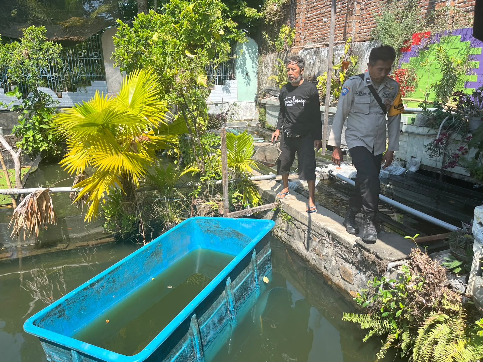 Bhabinkamtibmas Desa Gebangkerep Pantau Budidaya Nila dan Gurami di Pekarangan Pangan Bergizi