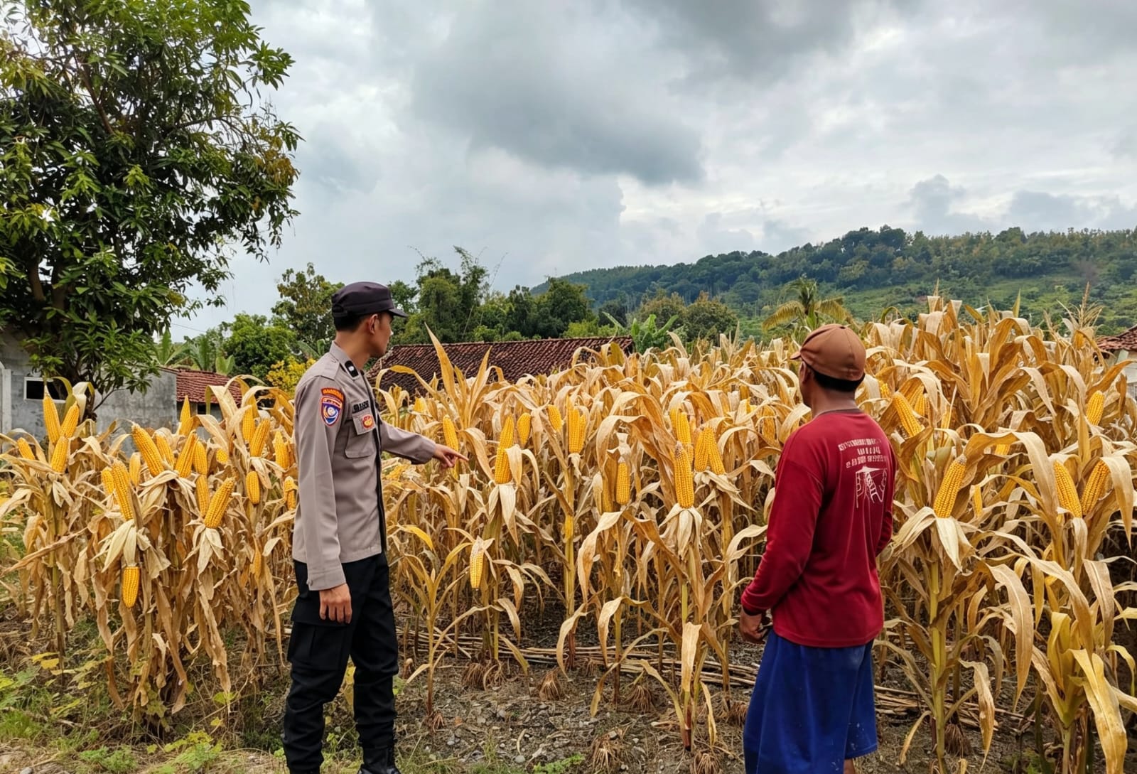 Jelang Panen, Bhabinkamtibmas Desa Ngluyu Pantau Jagung Berhasil dengan Tongkol Besar