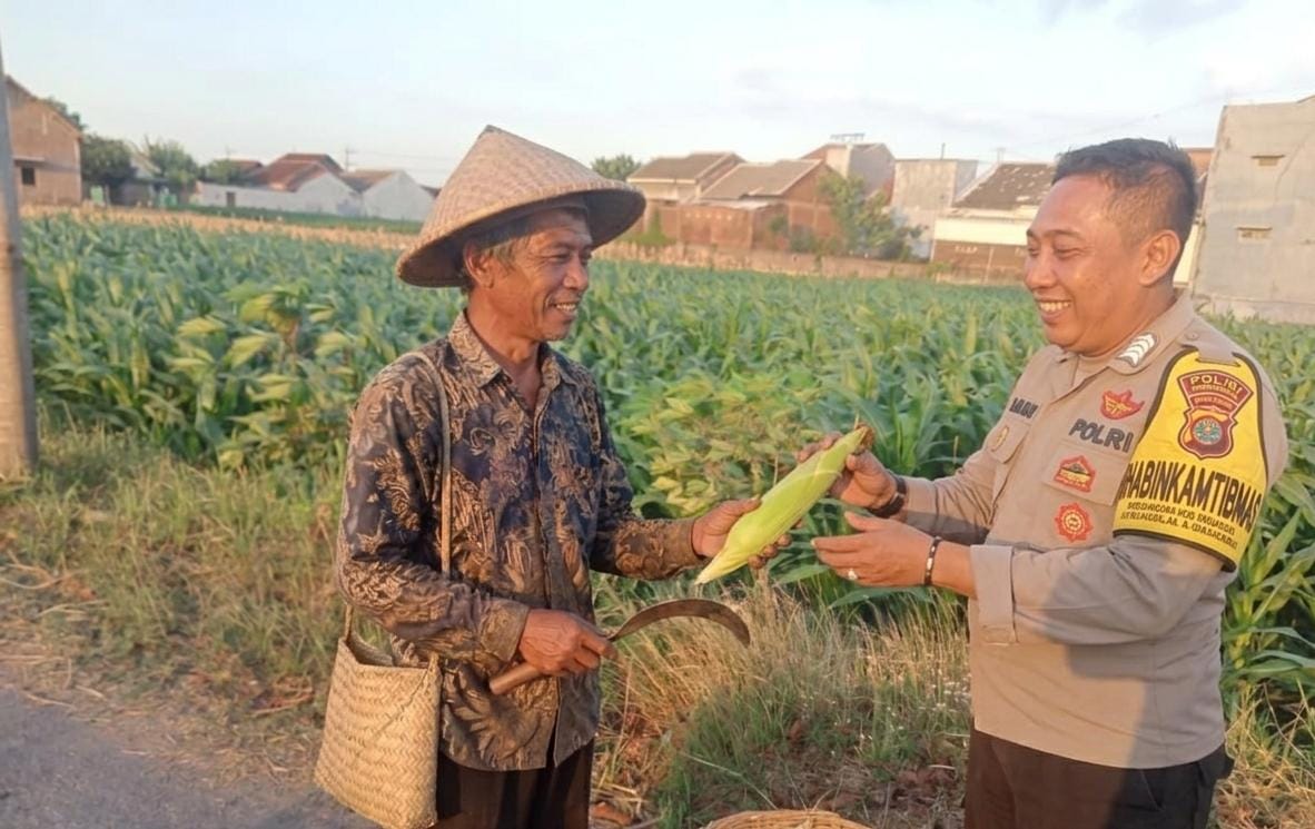 Dukung Program Ketahanan Pangan, Bhabinkamtibmas Desa Pandantoyo Pantau Lahan Jagung Warga Binaan