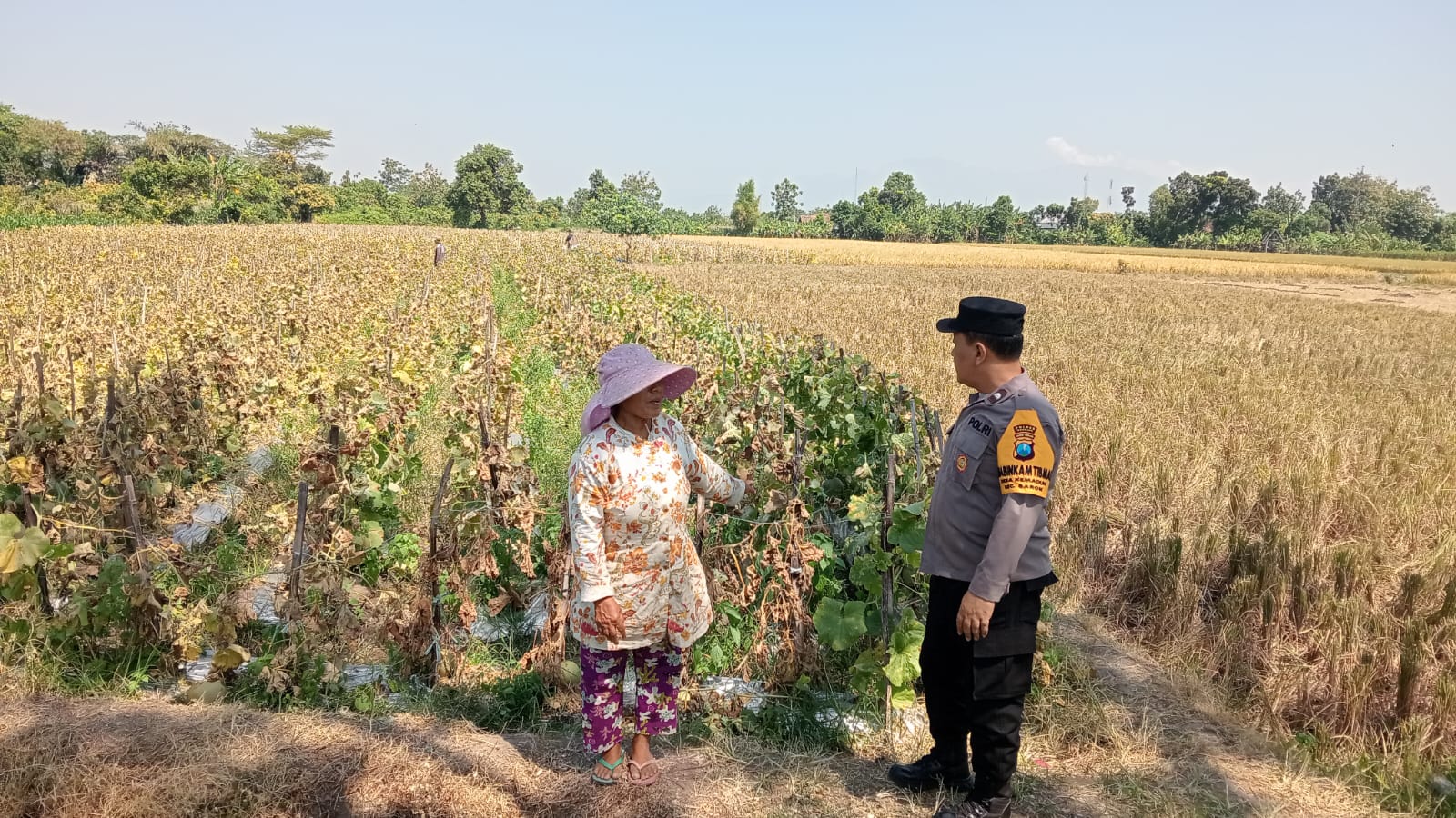 Melon Jadi Andalan Musim Kemarau, Bhabinkamtibmas Desa Kemaduh Lakukan Pendampingan