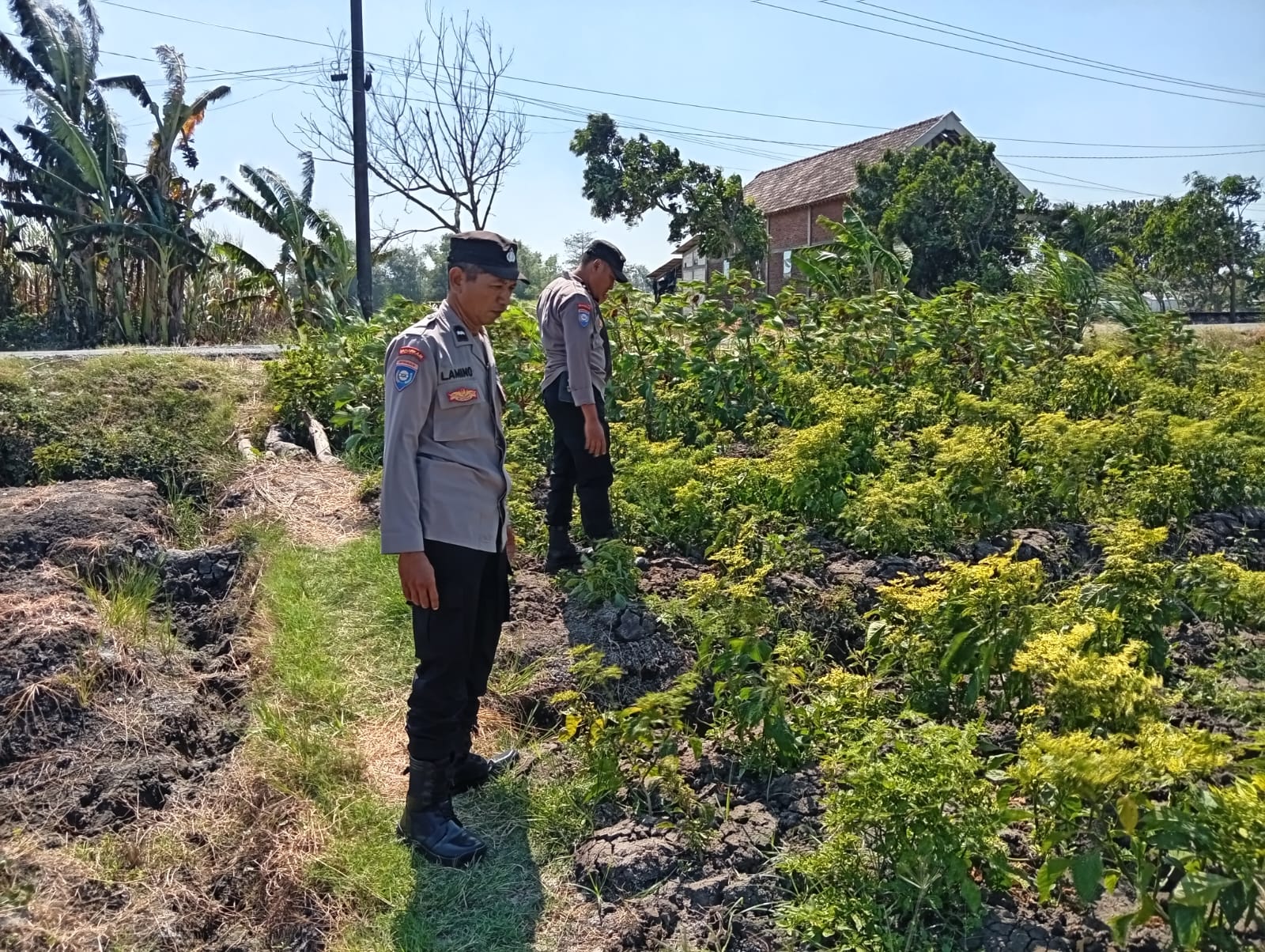 Cuaca Panas Jadi Perhatian, Bhabinkamtibmas Desa Nglundo Pantau Lahan Cabai