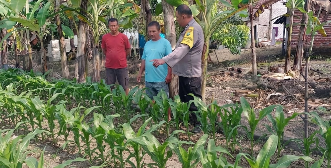 Bhabinkamtibmas Desa Ngepung Pantau Lahan Jagung dan Sampaikan Imbauan Kamtibmas