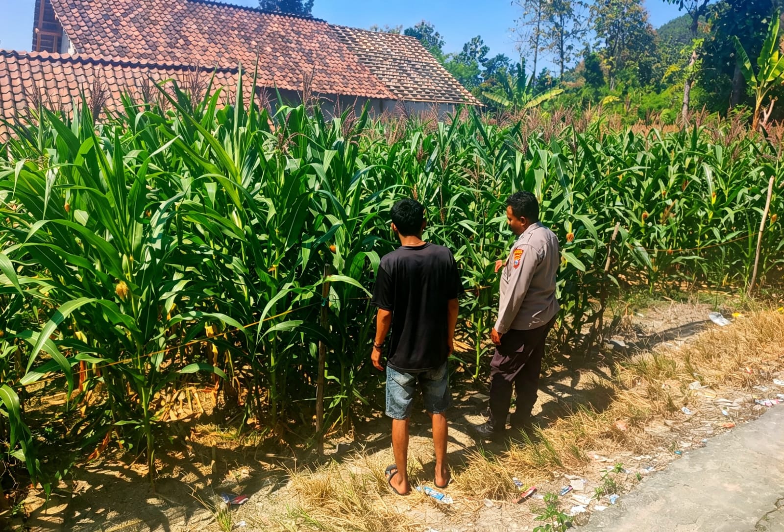 Bhabinkamtibmas Desa Tempuran Pantau Pertumbuhan Jagung Dukung Ketahanan Pangan Nasional