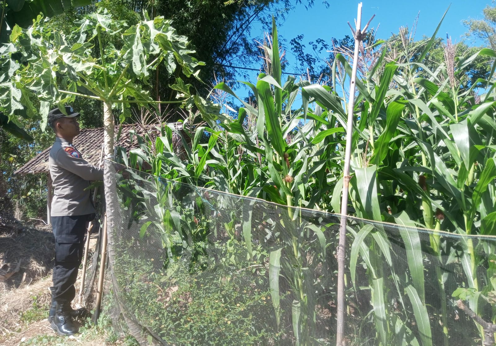 Bhabinkamtibmas Desa Blongko Pantau Tanaman Jagung Dukung Ketahanan Pangan Nasional