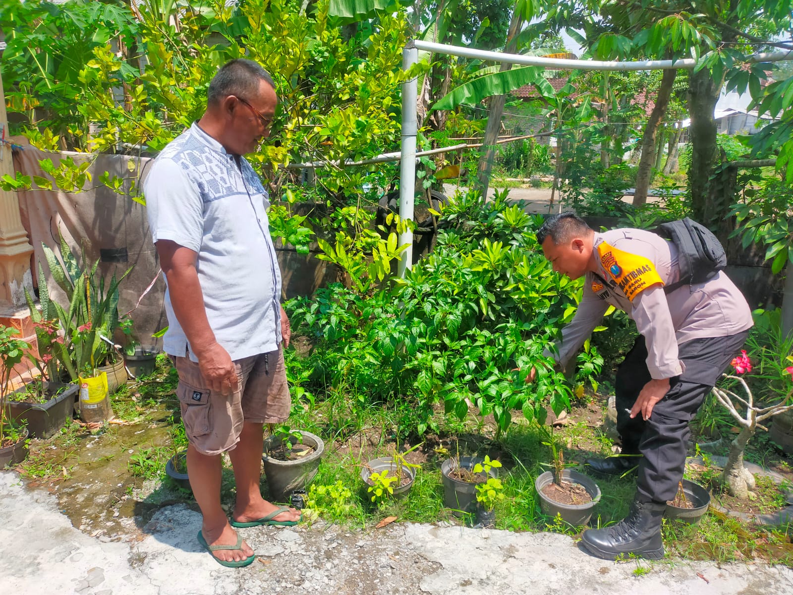 Bhabinkamtibmas Desa Garu Pantau Pemanfaatan Lahan Sela untuk Cabai dan Rumput Gajah
