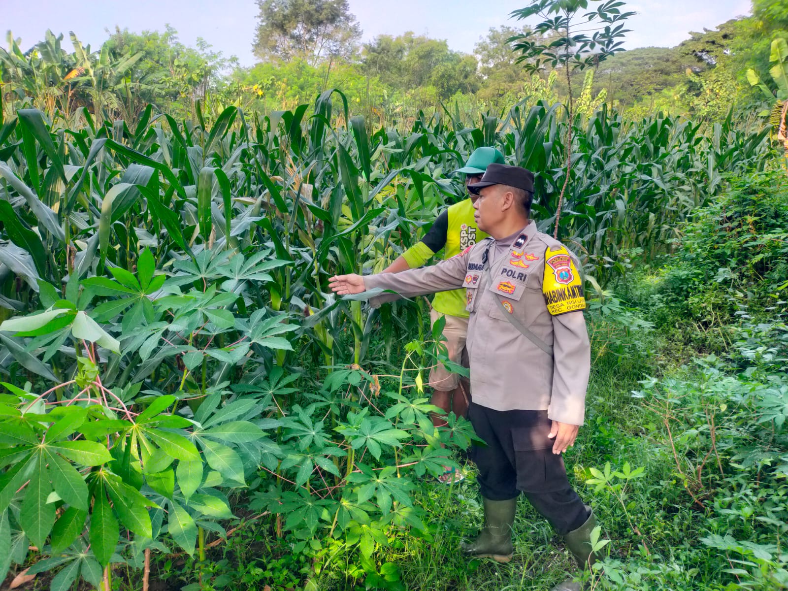 Bhabinkamtibmas Desa Gondang Pantau Tanaman Jagung dan Bawang Merah