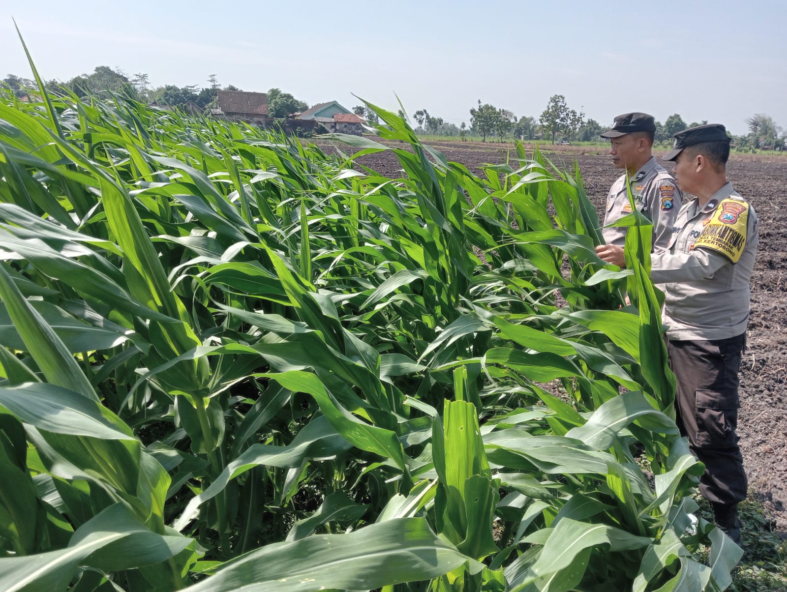 Bhabinkamtibmas Desa Loceret Pantau Tanaman Jagung Dukung Ketahanan Pangan Nasional