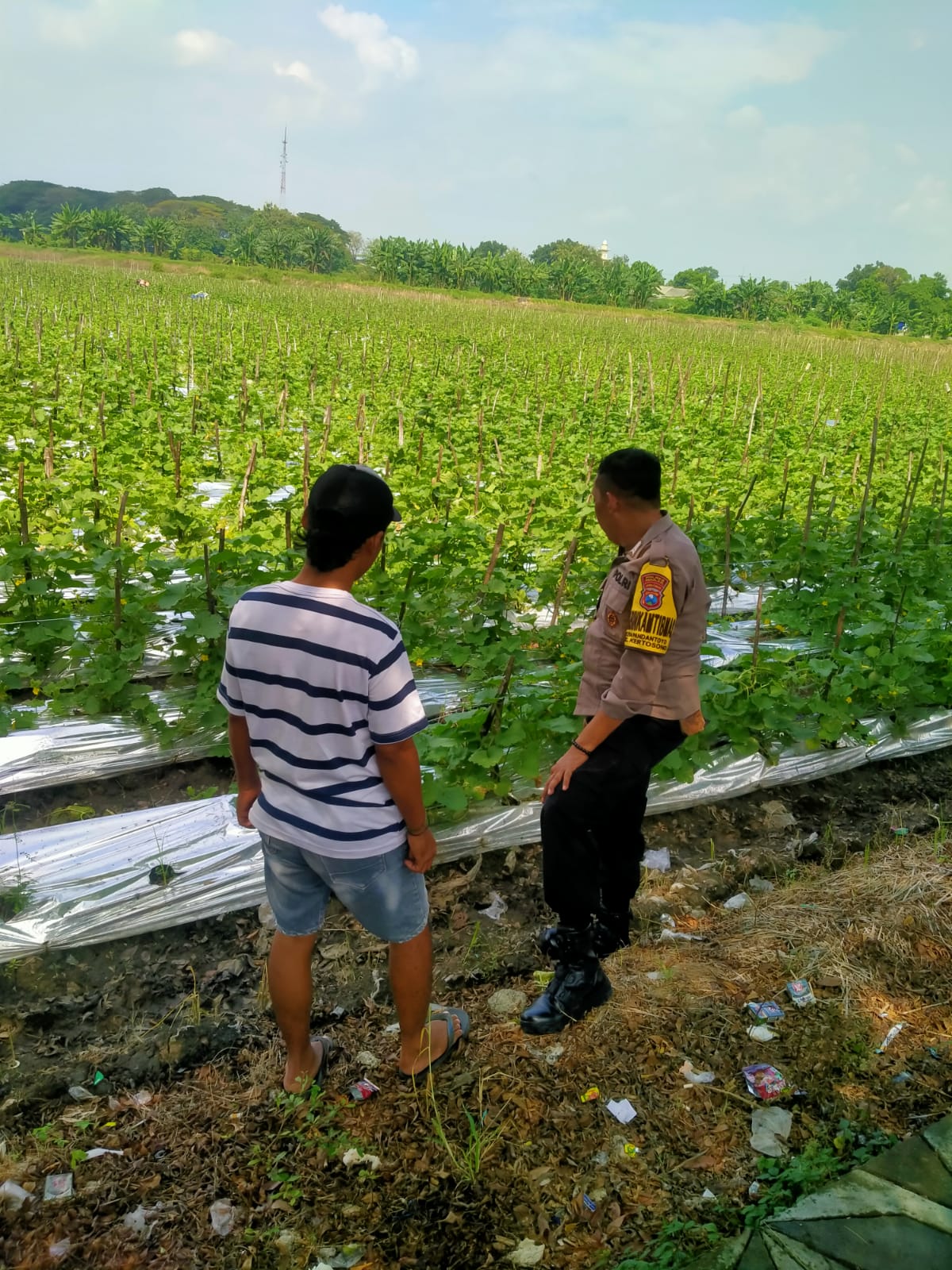 Bhabinkamtibmas Patianrowo Pantau Tanaman Melon yang Tumbuh Subur di Musim Kemarau
