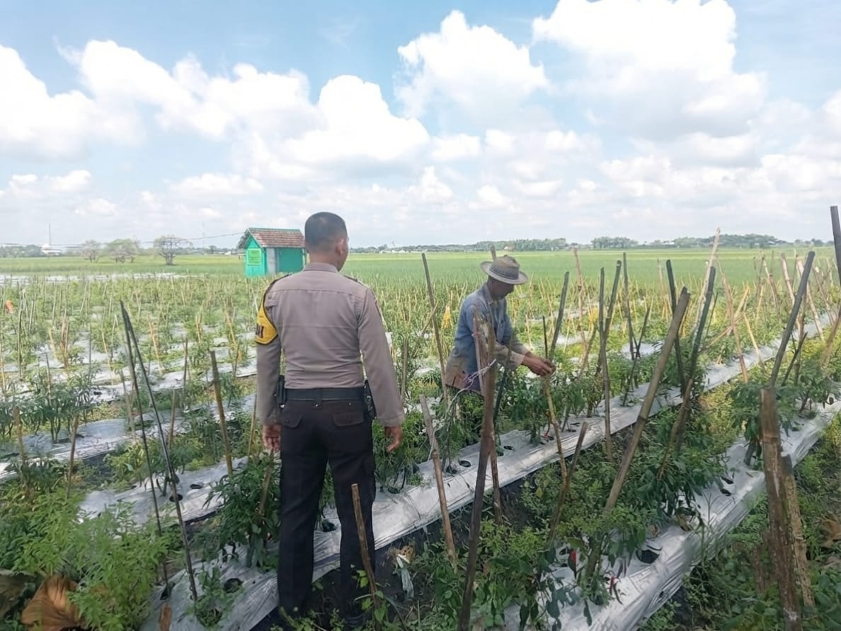 Bhabinkamtibmas Desa Pandantoyo Pantau Perkembangan Tanaman Cabai Merah