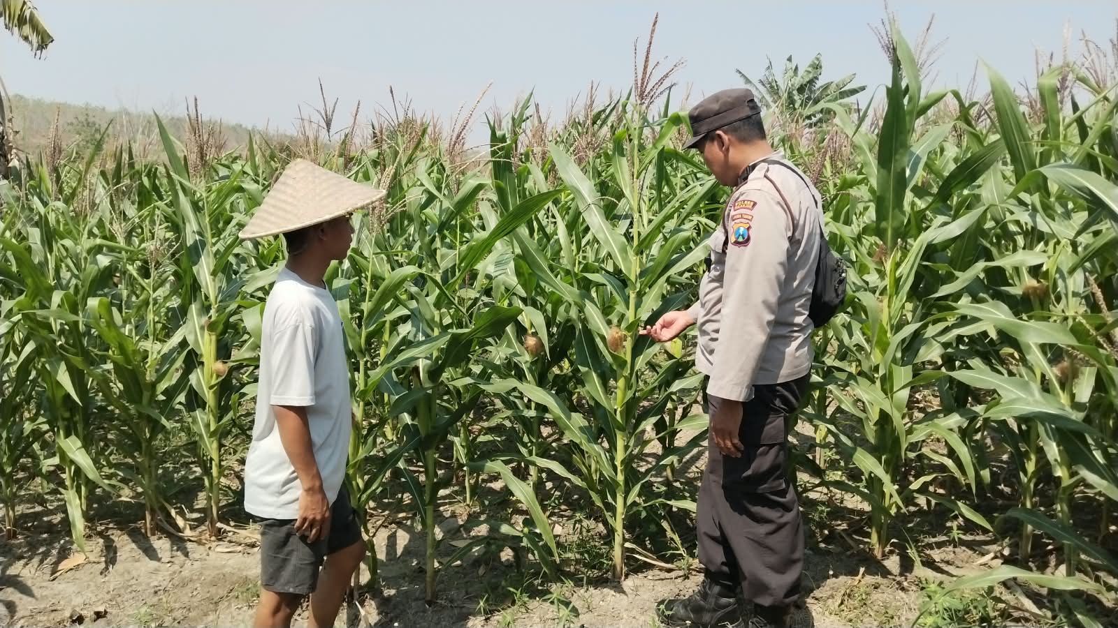 Anggota Polsek Wilangan Pantau Pertumbuhan Jagung dan Ketersediaan Air