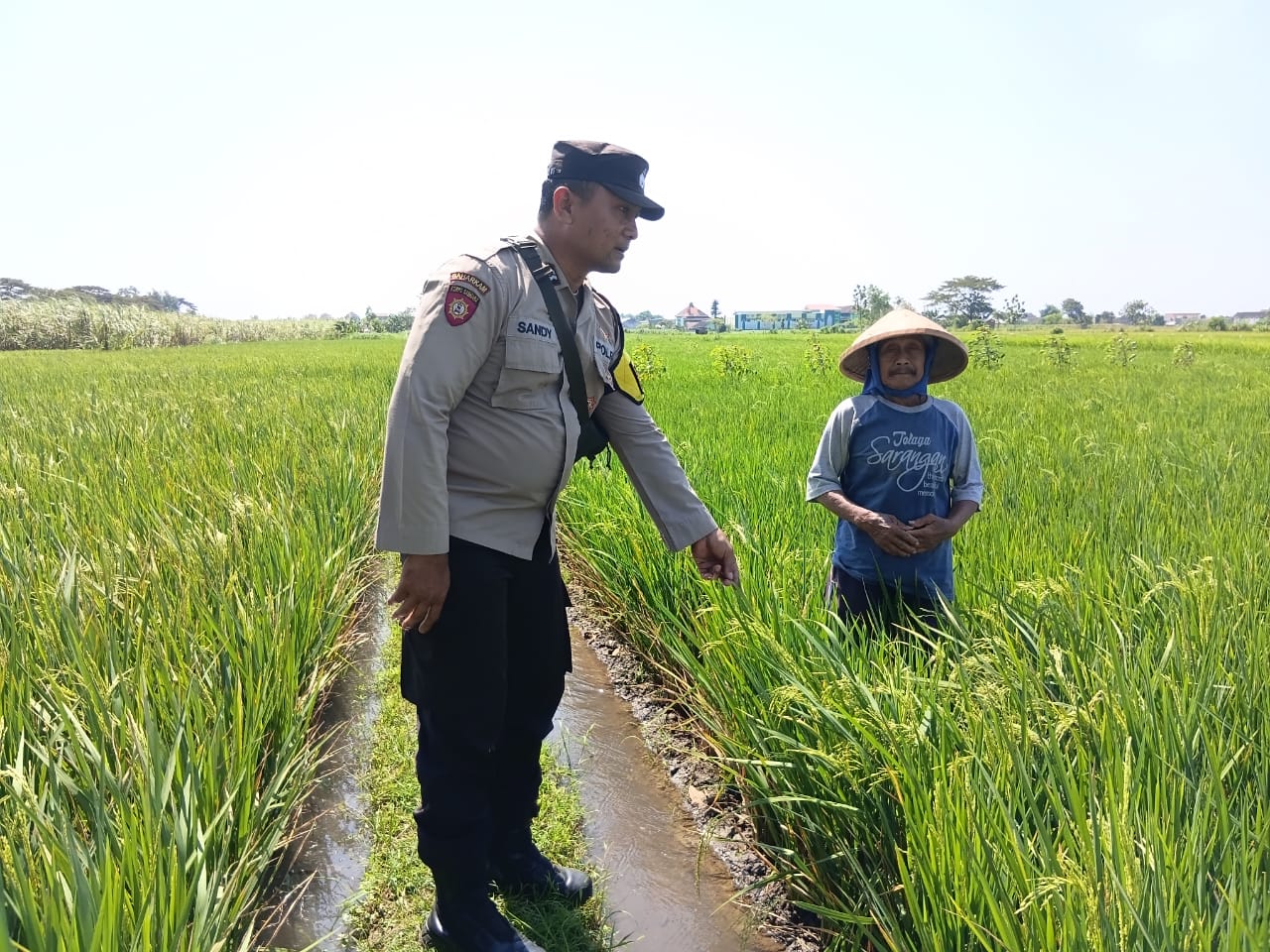 Bhabinkamtibmas Desa Jatirejo Pantau Tanaman Melon dan Padi Dukung Ketahanan Pangan