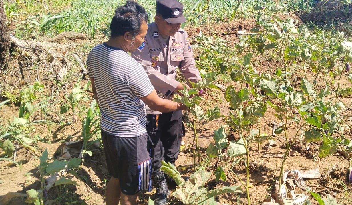 Bhabinkamtibmas Polsek Ngetos Pantau Tanaman Terong Warga Dukung Ketahanan Pangan