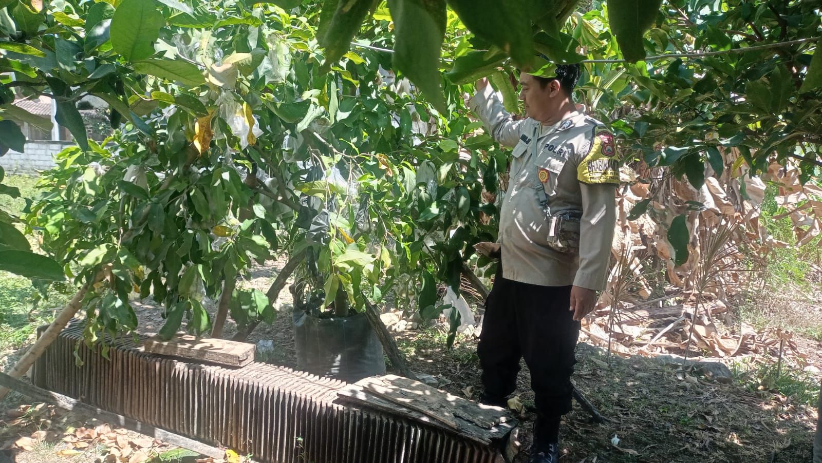 BIBIT UNGGUL, KETAHANAN PANGAN TANGGUH: BHABINKAMTIBMAS SAMBANG PUSAT PEMBIBITAN DI DESA BERBEK