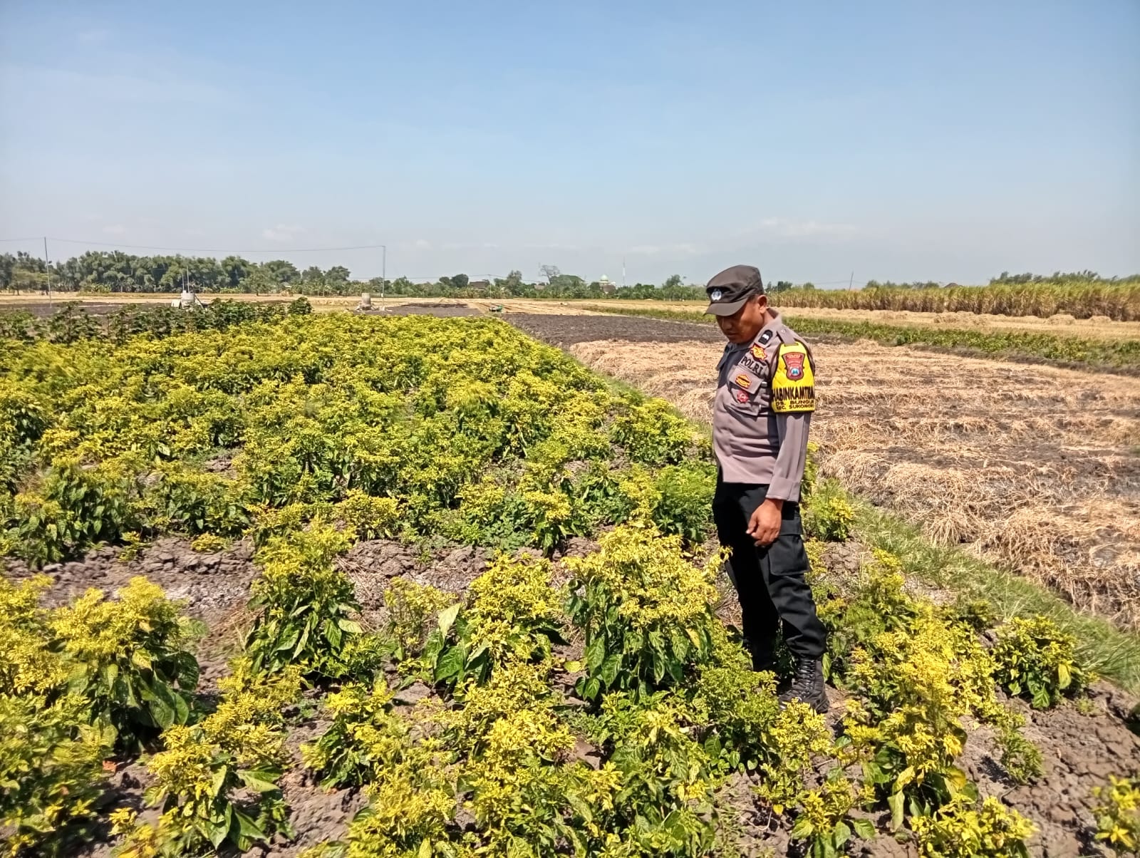 Cabai Tetap Semangat di Tengah Kemarau, Aipda Heru Dorong Solusi Irigasi Hemat Air