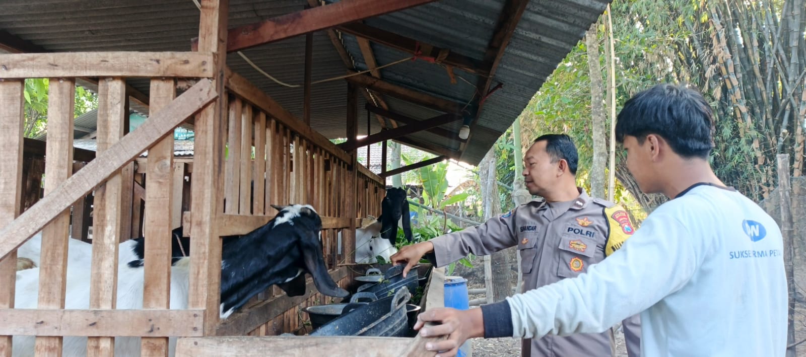 Sambang Kandang, Aipda Supriyanto Pastikan Ternak Warga Baleturi Tetap Sehat dan Harga Stabil
