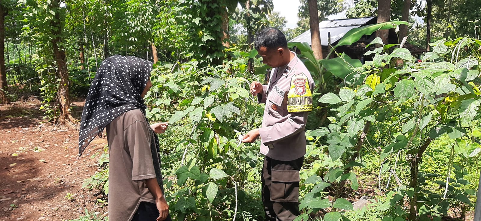 Bhabinkamtibmas Desa Duren Pantau Pekarangan Pangan Bergizi Berisi Kacang Panjang dan Terong