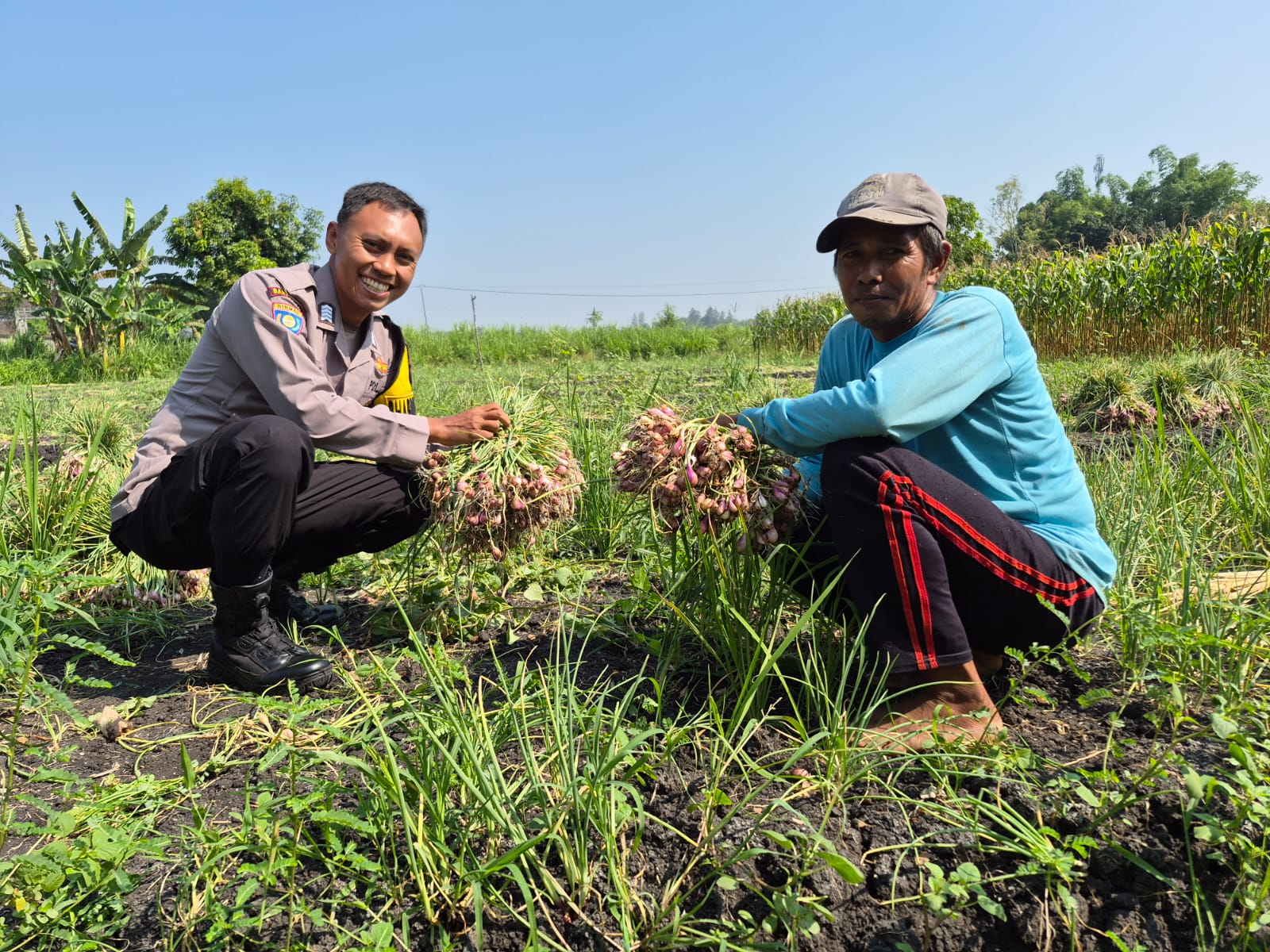 Bhabinkamtibmas Desa Girirejo Pantau Panen Bawang Merah dan Sampaikan Imbauan Kamtibmas