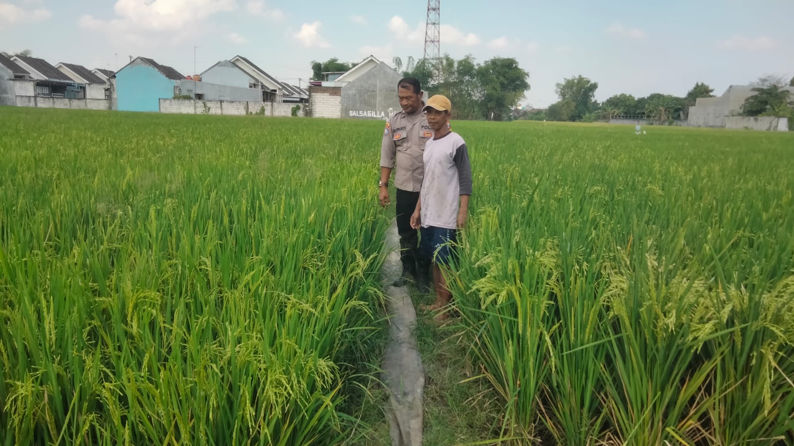 Bhabinkamtibmas Begadung Intensif Pantau Lahan Padi, Wujud Nyata Dukungan Ketahanan Pangan