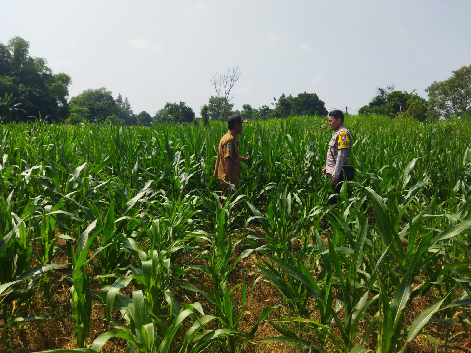 Bhabinkamtibmas Desa Bukur Pantau Tanaman Jagung dan Ketersediaan Air