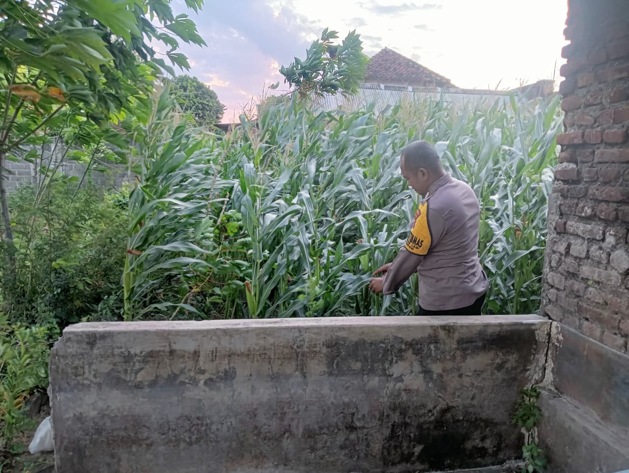 Bhabinkamtibmas Desa Duren Pantau Pertumbuhan Jagung dan Ketersediaan Pupuk