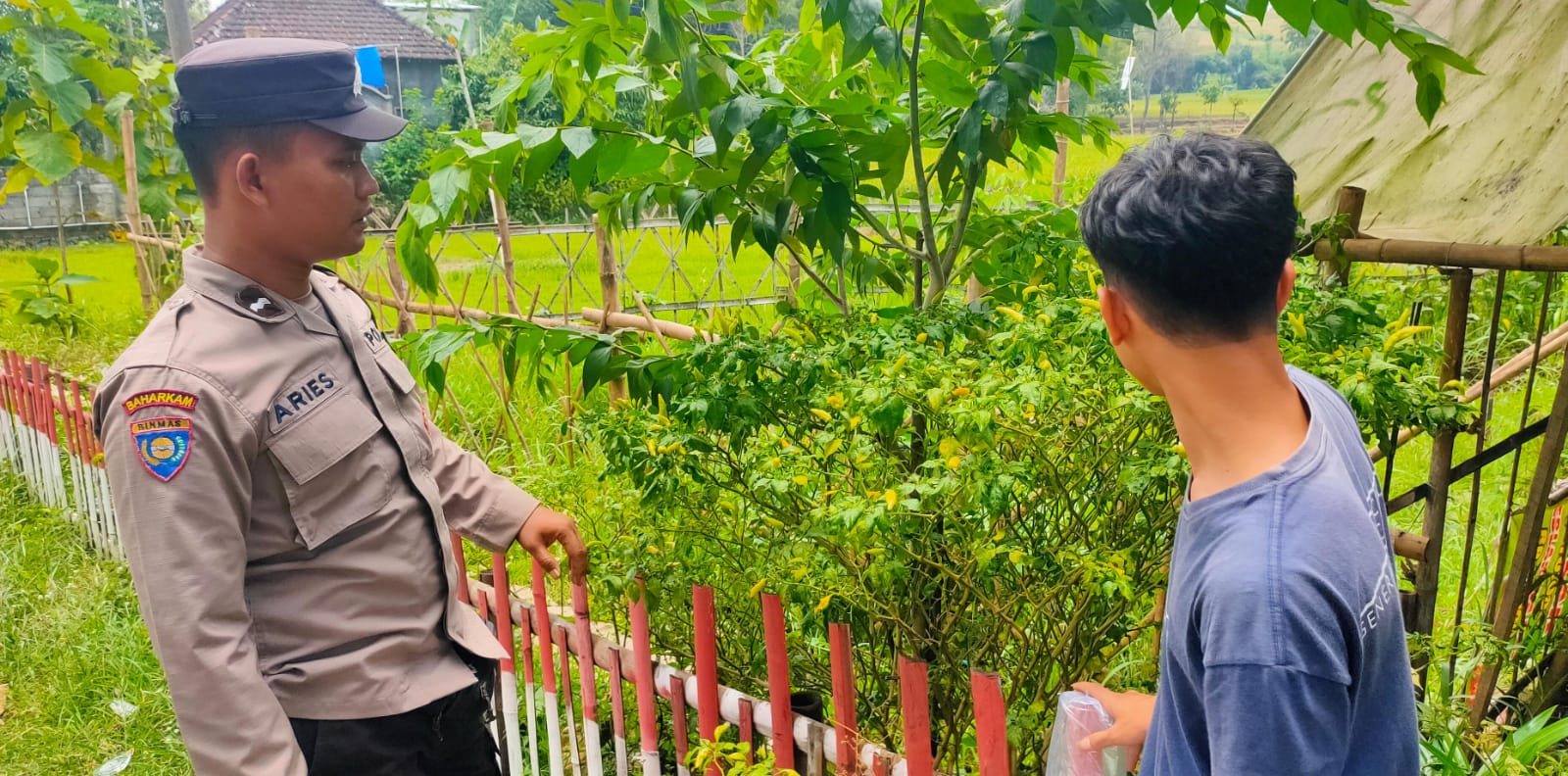 Lahan Sempit Bukan Halangan, Cabai Tetap Bisa Panen