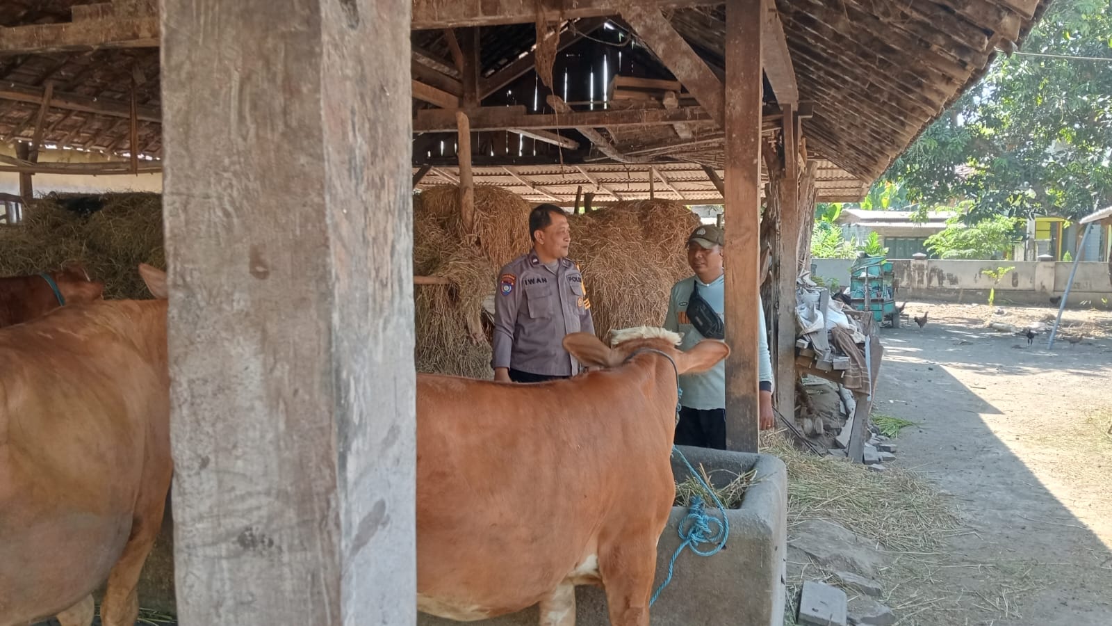 Bhabinkamtibmas Desa Kemaduh Pantau Ternak Sapi, Tingkatkan Kualitas dan Keamanan Ternak