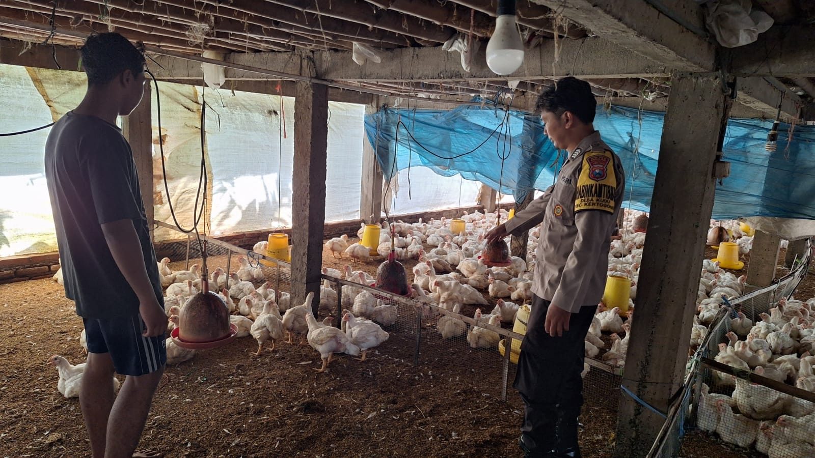 Bhabinkamtibmas Desa Kudu Pantau Pekarangan Pangan Bergizi untuk Ternak Ayam Pedaging