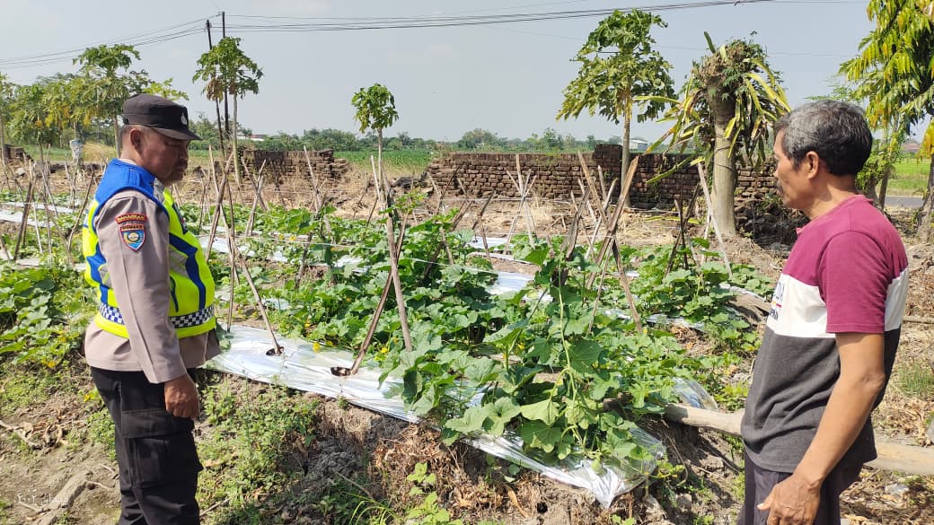 Bhabinkamtibmas Sumberkepuh Sambangi Petani Melon, Dukung Ketahanan Pangan dan Harkamtibmas