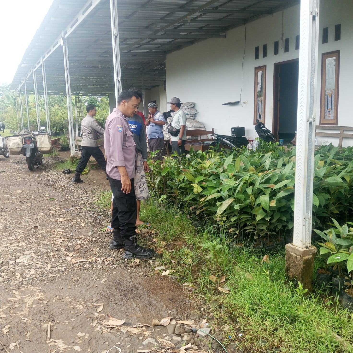 Menanam dari Pekarangan, Menguatkan Ketahanan Pangan: Aipda Sismianto Sambangi Pembibitan