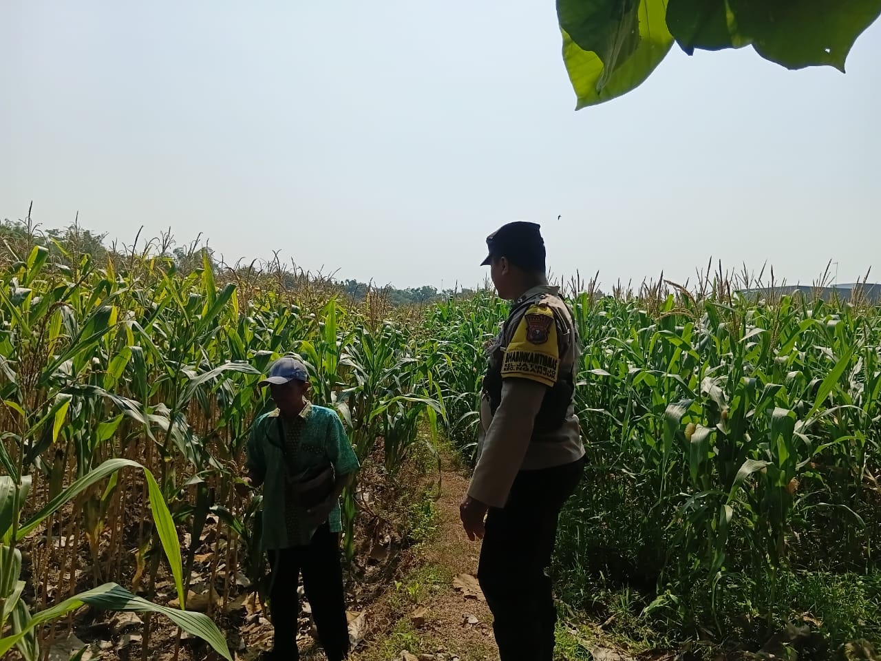 Sambang Petani Jagung, Bhabinkamtibmas Polsek Nganjuk Kota Dorong Ketahanan Pangan