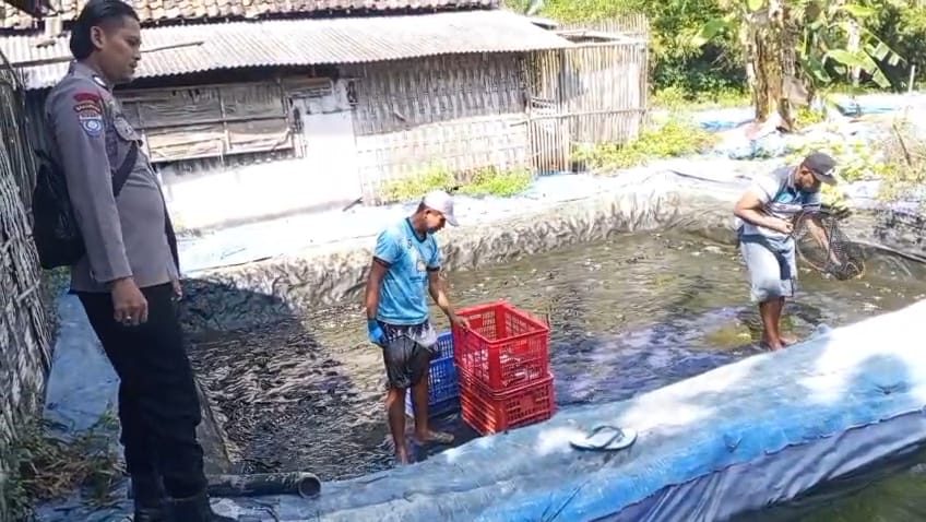Bhabinkamtibmas Desa Jatikalen Dukung Ketahanan Pangan melalui Panen Lele Bersama Warga Binaan