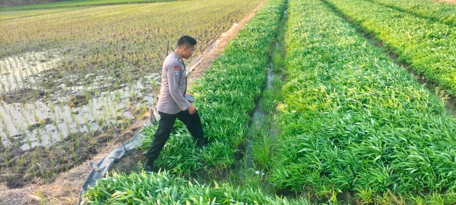 Kangkung Warga Tumbuh Subur, Aiptu Junarto: ‘Sangat Jos Ndan!’ Permintaan Naik Sejak Ada Dapur MBG