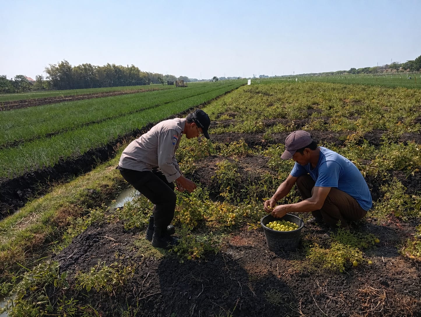 Bhabinkamtibmas Kelurahan Kapas Dorong Pemanfaatan Lahan Produktif melalui Budidaya Tomat