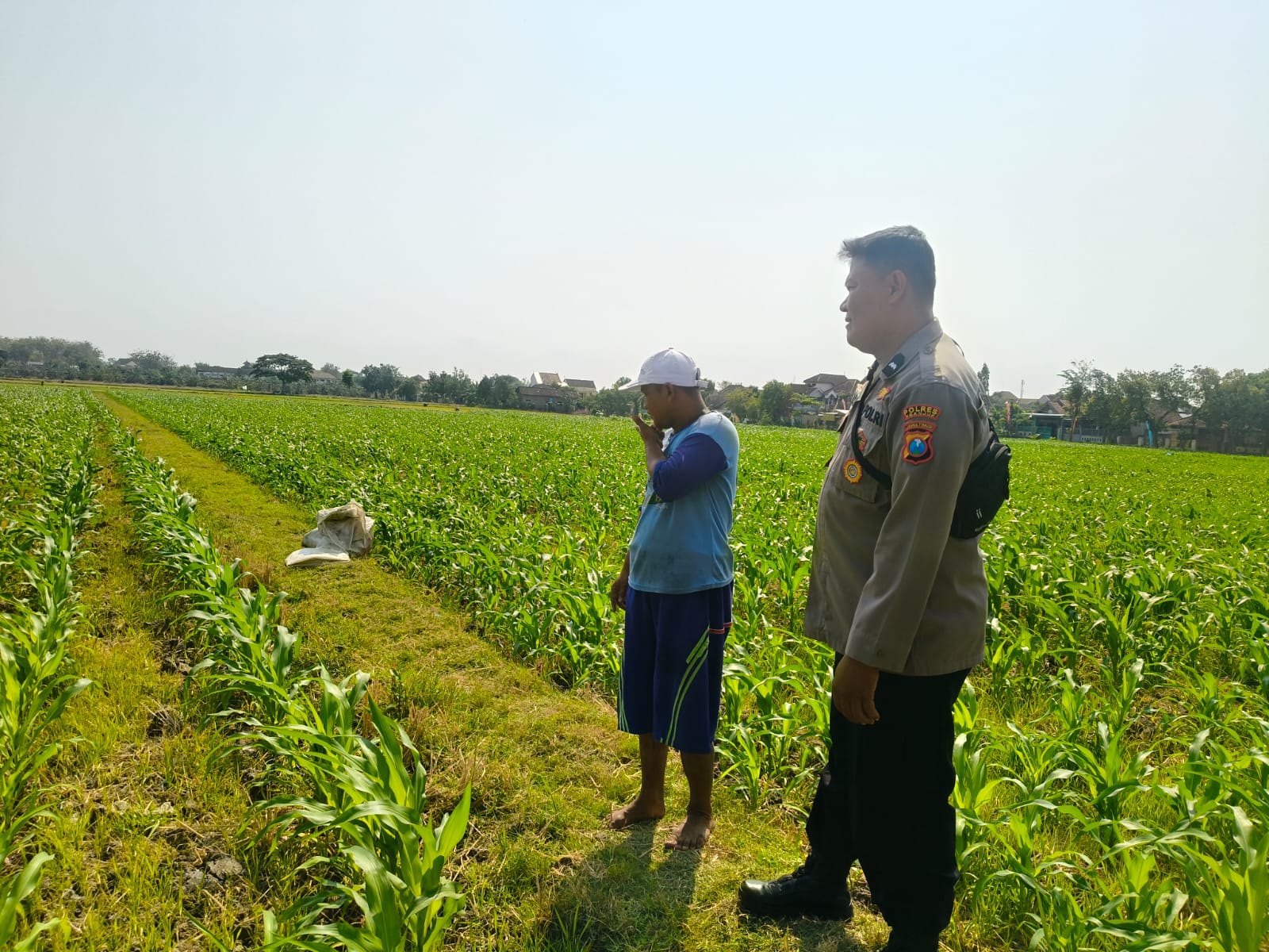 Dari Sawah untuk Ketahanan Pangan, Bhabinkamtibmas Bogo Aktif Dampingi Petani