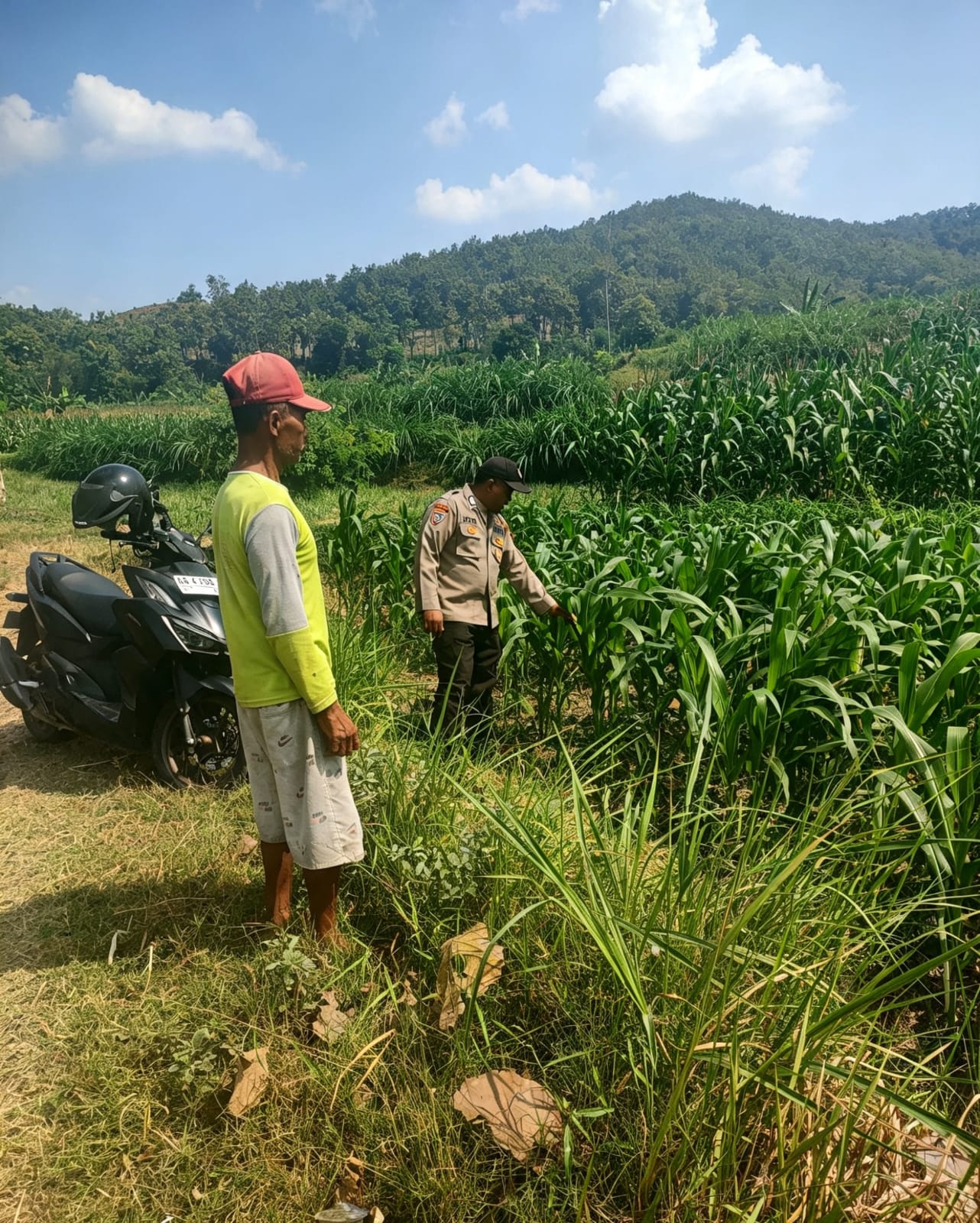 Patroli ke Sawah, Bripka Hari Pastikan Petani Aman dan Jagung Tetap Subur