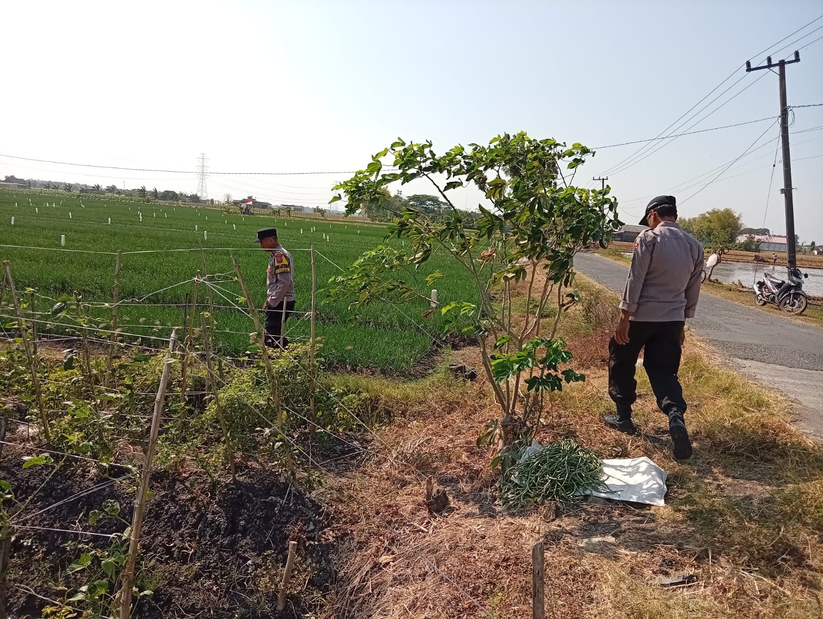 Kacang Panjang Mulai Bertunas, Bhabinkamtibmas Pastikan Lahan Produktif dan Petani Tetap Aman