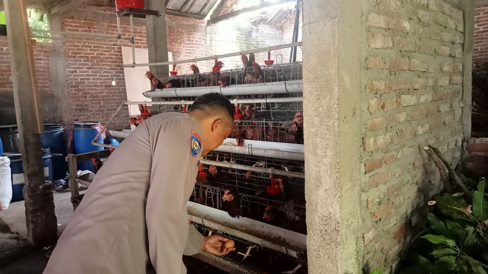 Kandang Rapi, Telur Berkualitas: Bhabinkamtibmas Pastikan Peternakan Ayam Warga Tetap Aman