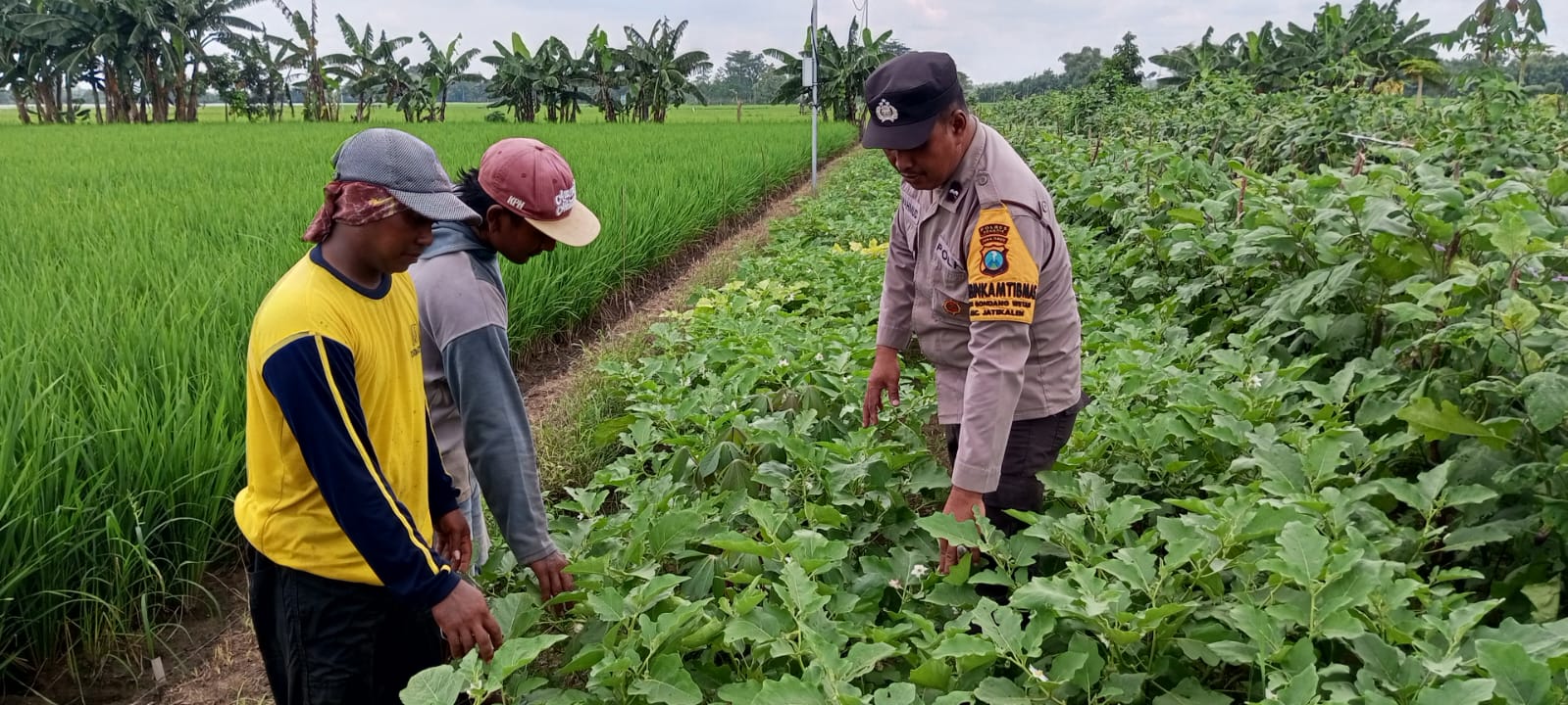 Terong Subur, Harapan Panen Melimpah: Pak Bhabin Semangati Petani Gondang Wetan