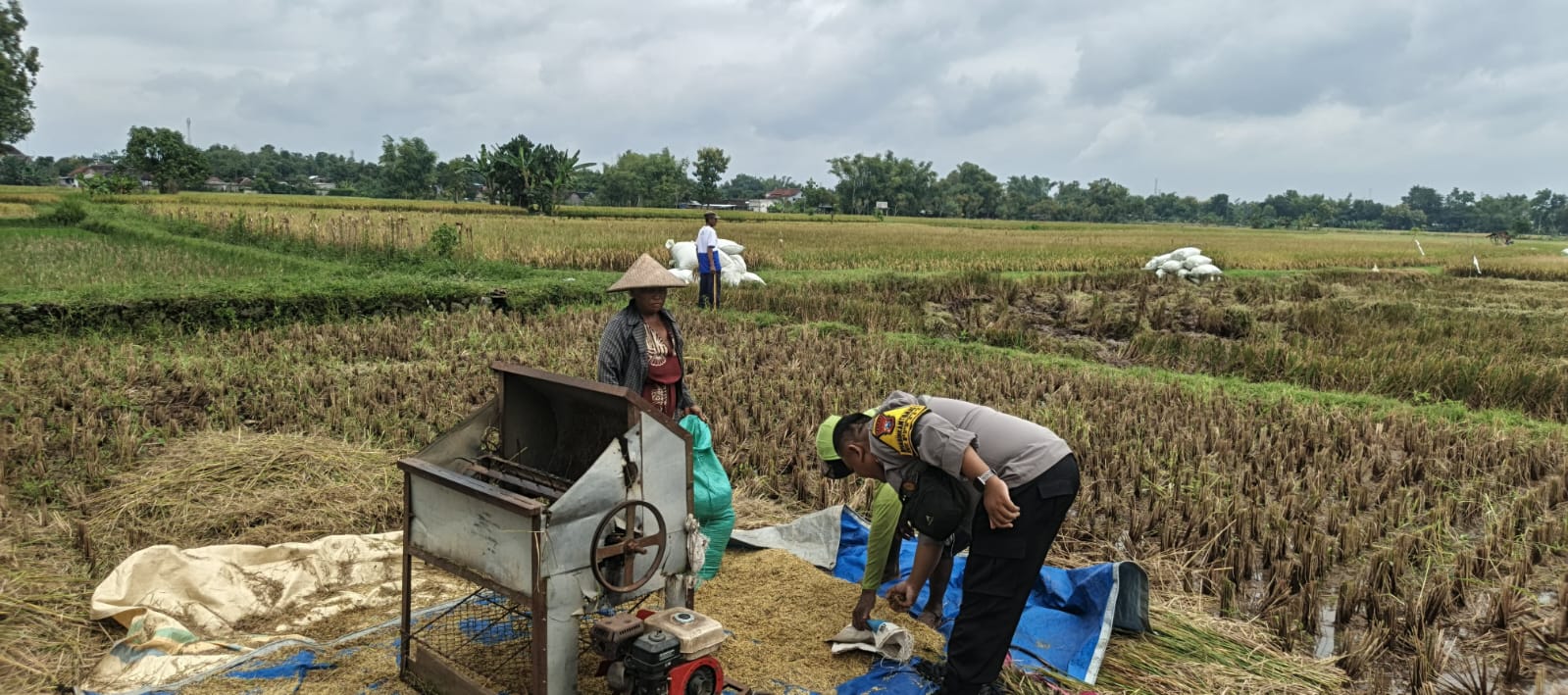 Panen Padi Berjalan Lancar, Bhabinkamtibmas Bendungrejo Pastikan Ketahanan Pangan Tetap Terjaga