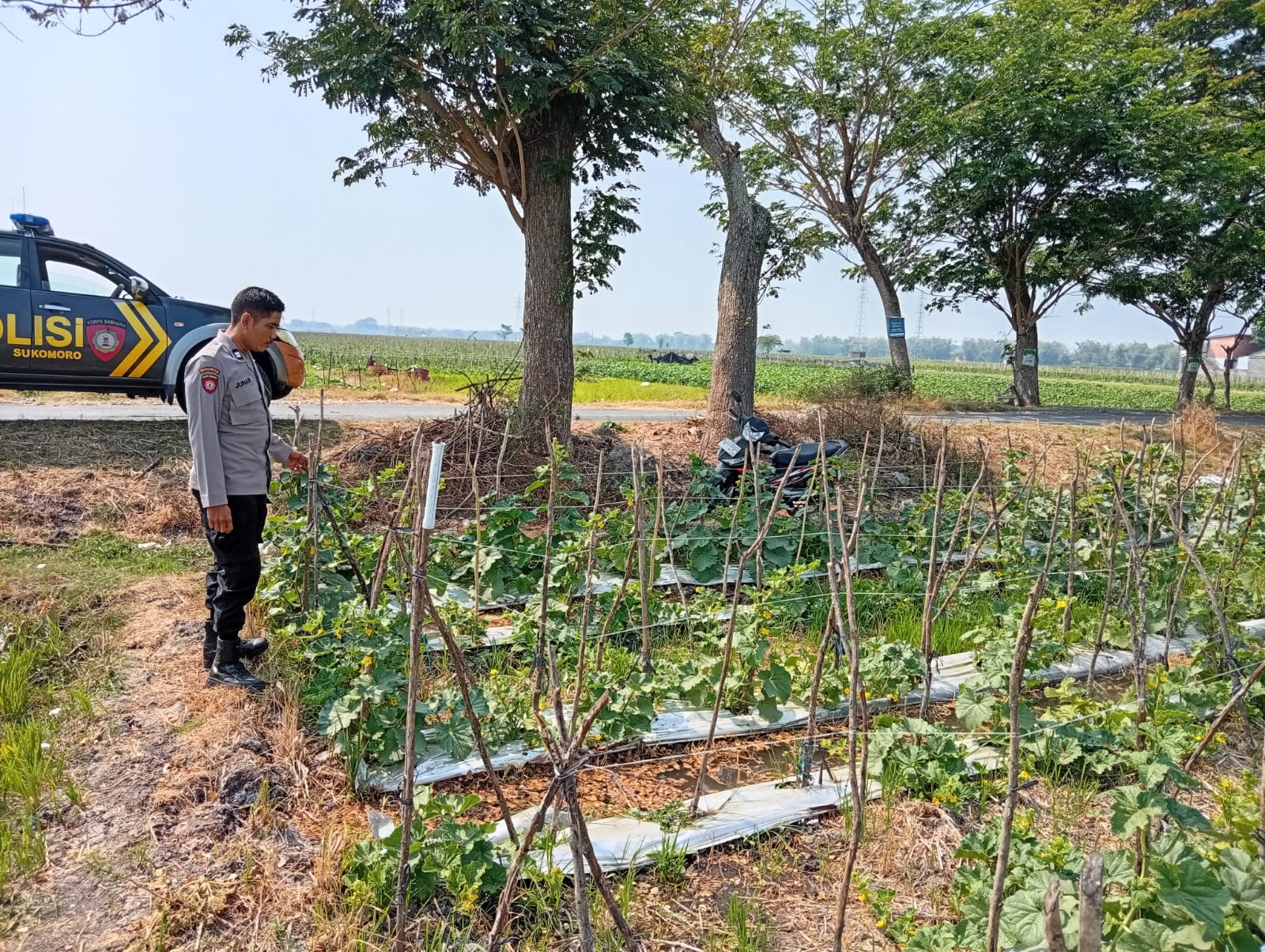 Melon Jadi Pilihan Petani, Polsek Sukomoro Dorong Ketahanan Pangan dan Gizi Anak Sekolah