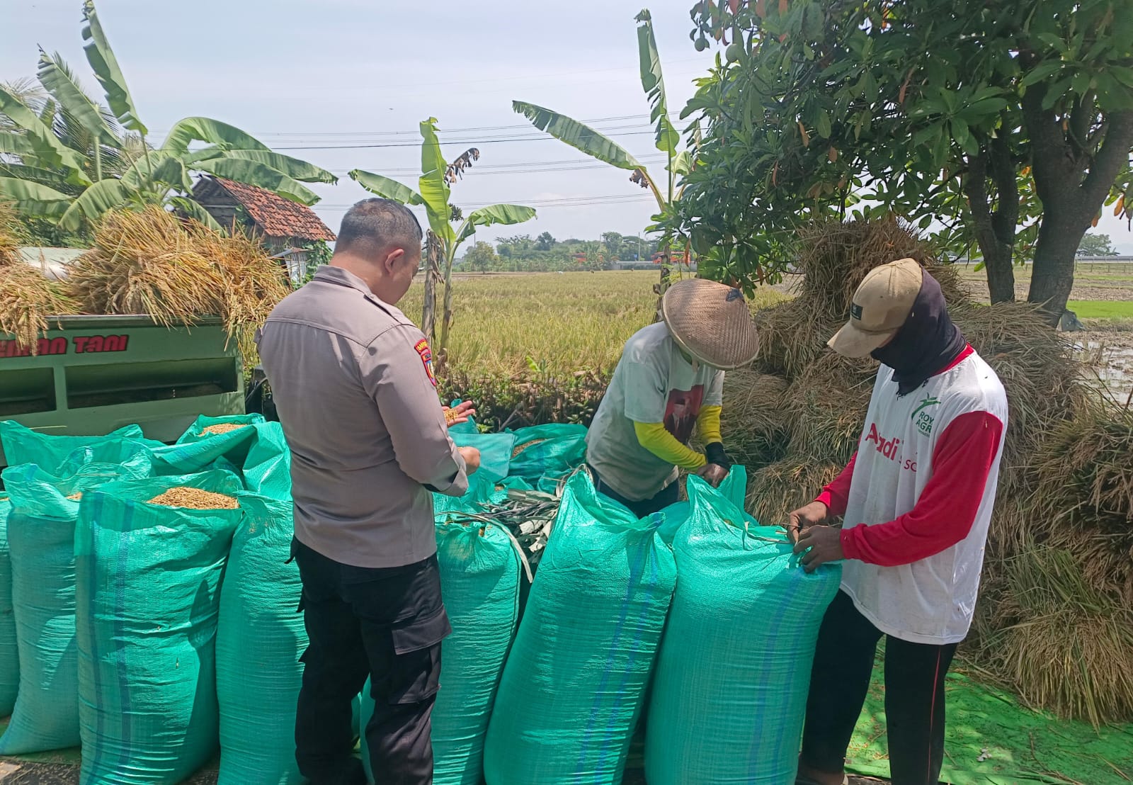 Dari Sawah ke Penggilingan, Bhabinkamtibmas Polsek Nganjuk Kota Kawal Ketahanan Pangan
