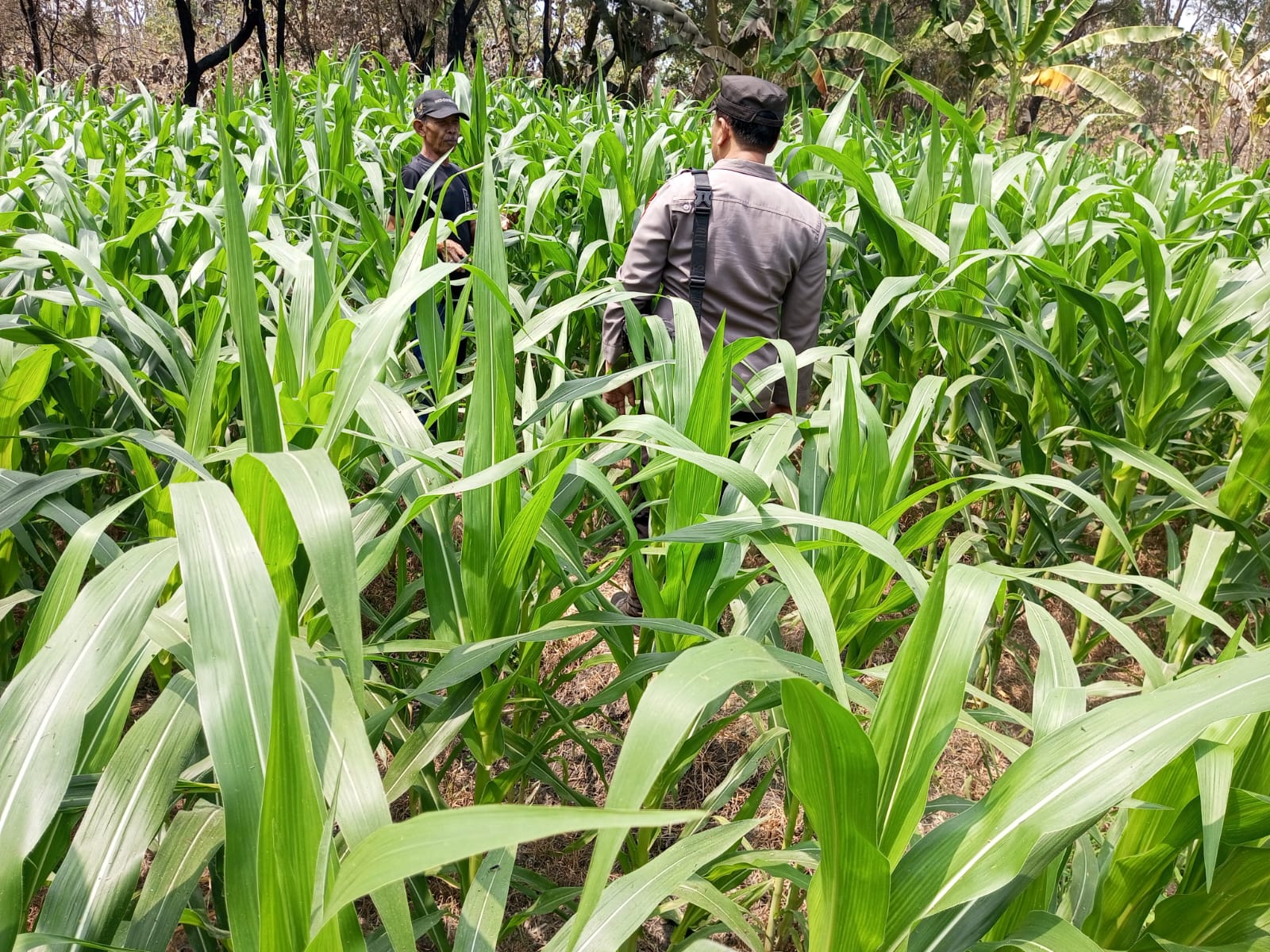 Pantau Jagung Warga, Polsek Wilangan Dorong Ketahanan Pangan Nganjuk Semakin Produktif