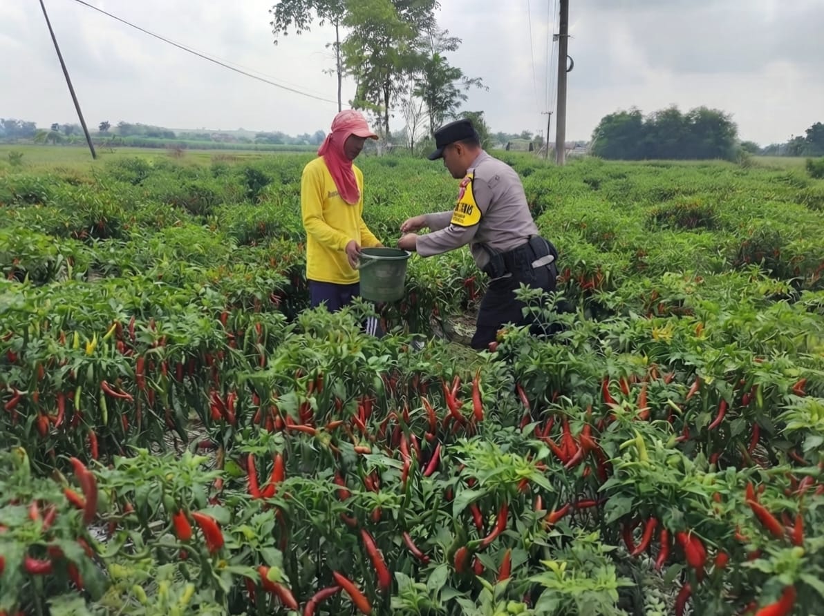 PANEN CABAI MELIMPAH, BHABINKAMTIBMAS KEDUNGMLATEN DORONG PETANI PERKUAT KETAHANAN PANGAN