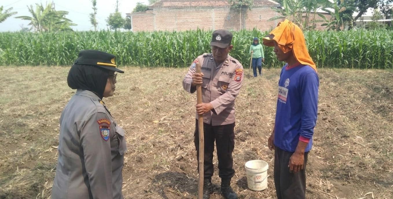 TAK SEKADAR IMBAUAN, KANIT BINMAS POLSEK KERTOSONO TURUN LANGSUNG TANAM JAGUNG BERSAMA PETANI