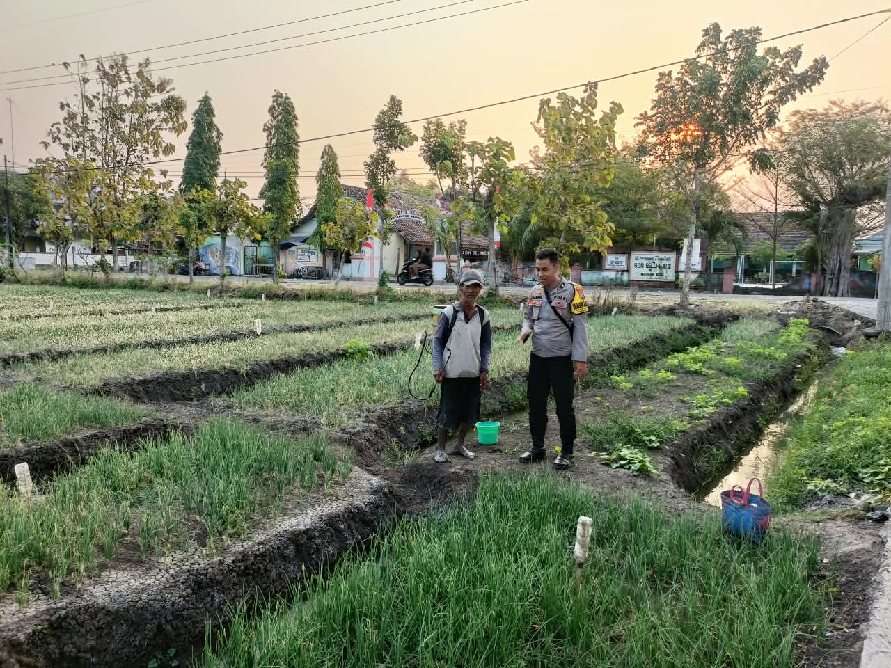Patroli Dialogis Bhabinkamtibmas, Jaga Petani Bawang Merah dari Gangguan Kamtibmas