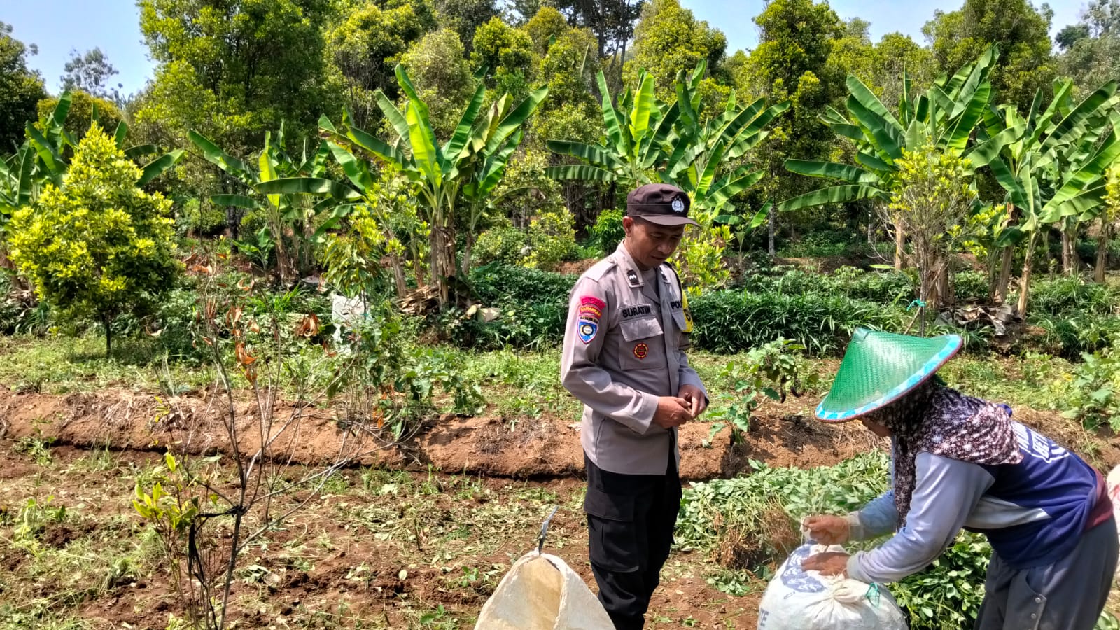 Panen Kacang Tanah Melimpah, Bhabinkamtibmas Desa Duren Hadir Bersama Petani Jaga Kamtibmas