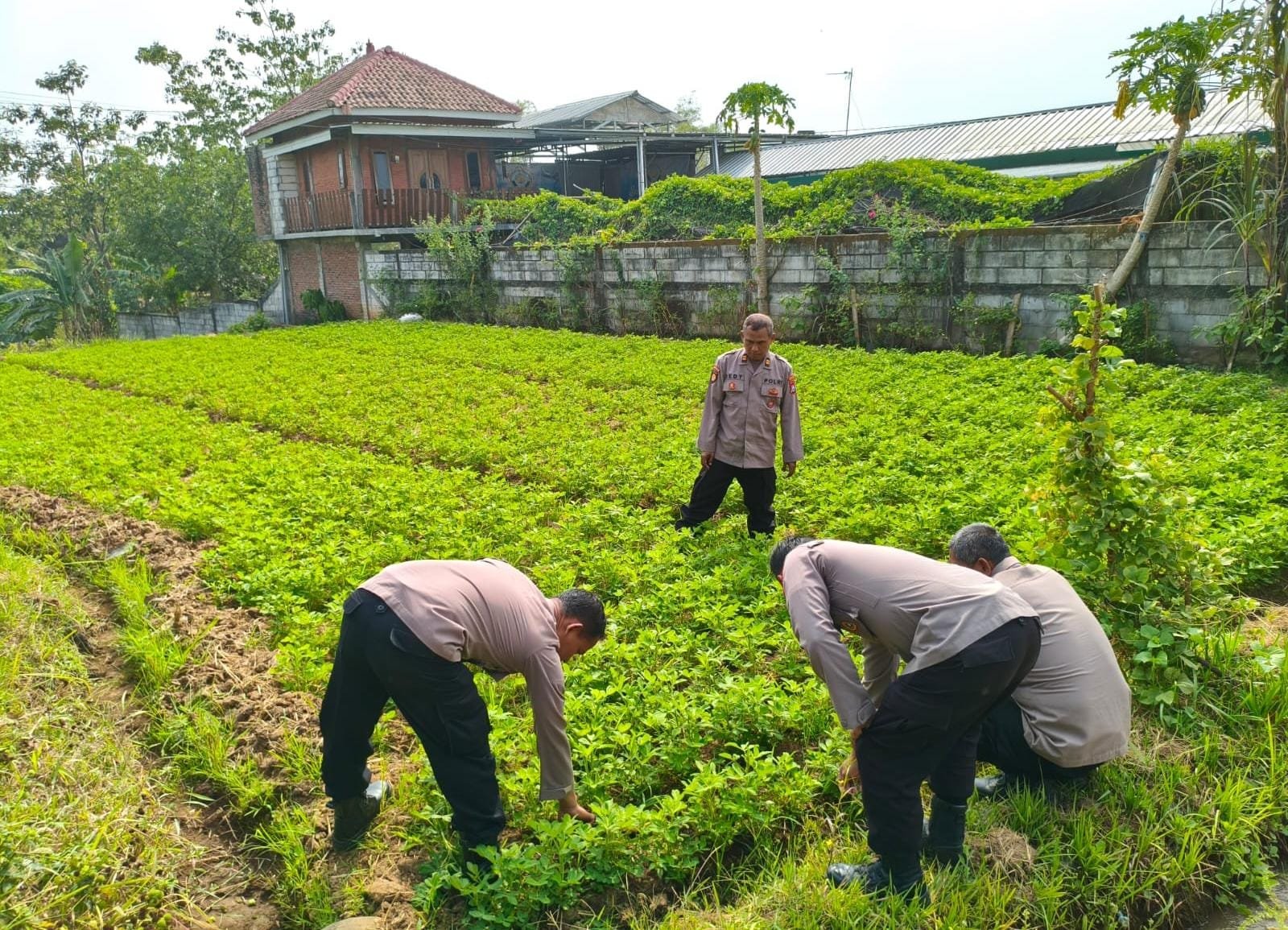 Produksi Kacang Tanah Meningkat, Polsek Ngetos Perkuat Sinergi Dukung Ketahanan Pangan
