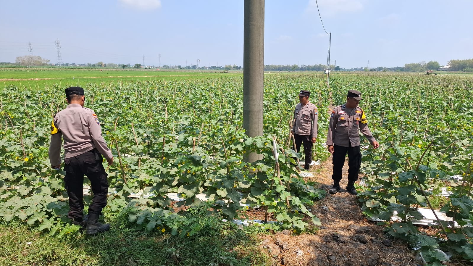 Tunas Buah Mulai Muncul, Bhabinkamtibmas Pantau Budidaya Melon Warga Dukung Ketahanan Pangan